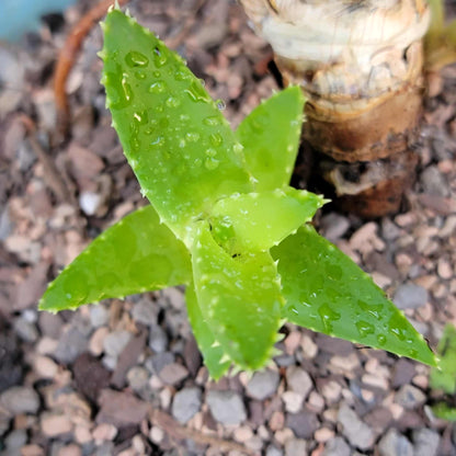 Aloe perfoliata - Mitre Aloe - 14' Tall!