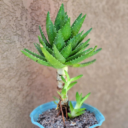 Aloe perfoliata - Mitre Aloe - 14' Tall!