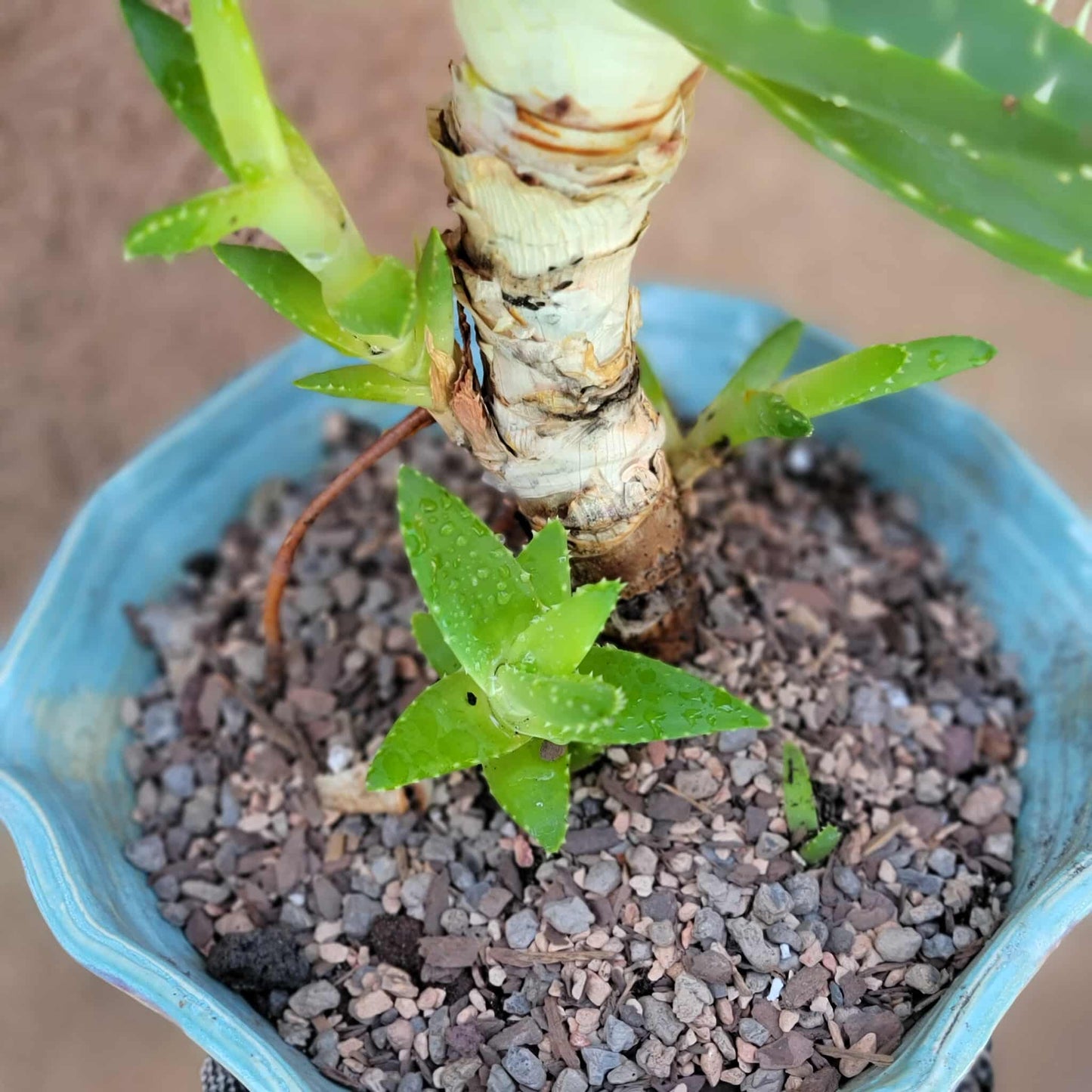 Aloe perfoliata - Mitre Aloe - 14' Tall!