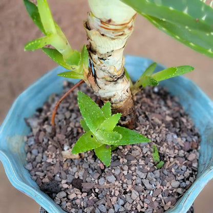 Aloe perfoliata - Mitre Aloe - 14' Tall!