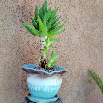 Aloe perfoliata - Mitre Aloe - 14' Tall!