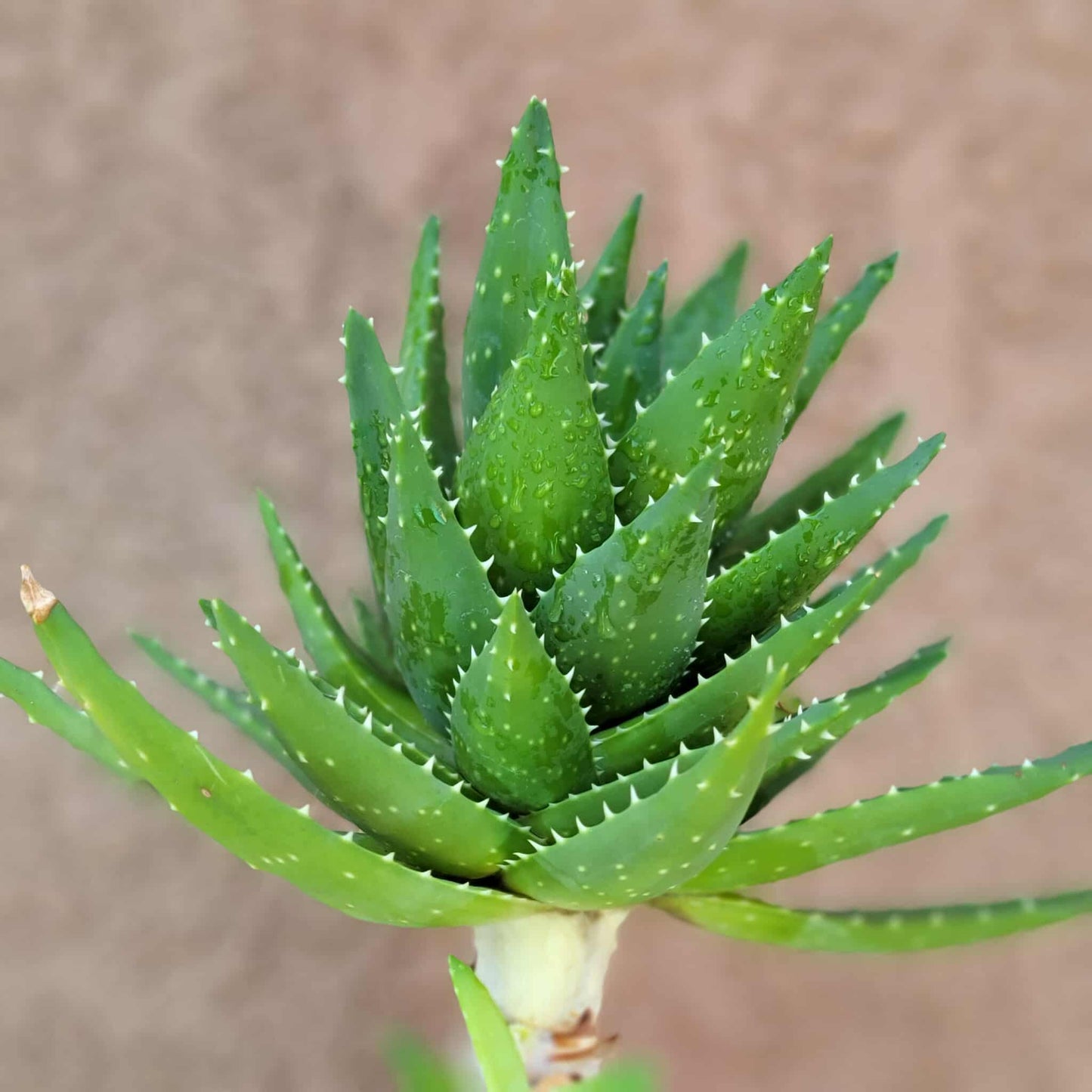 Aloe perfoliata - Mitre Aloe - 14' Tall!