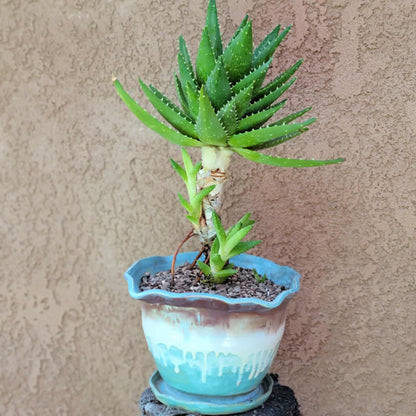 Aloe perfoliata - Mitre Aloe - 14' Tall!