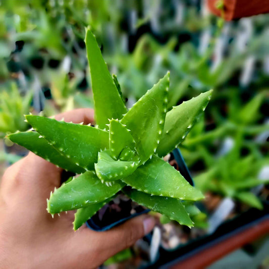 Aloe perfoliata - Mitre Aloe - 3.5"