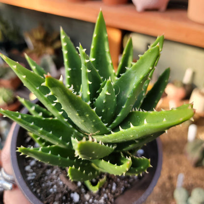 Aloe perfoliata - Mitre Aloe - 6"