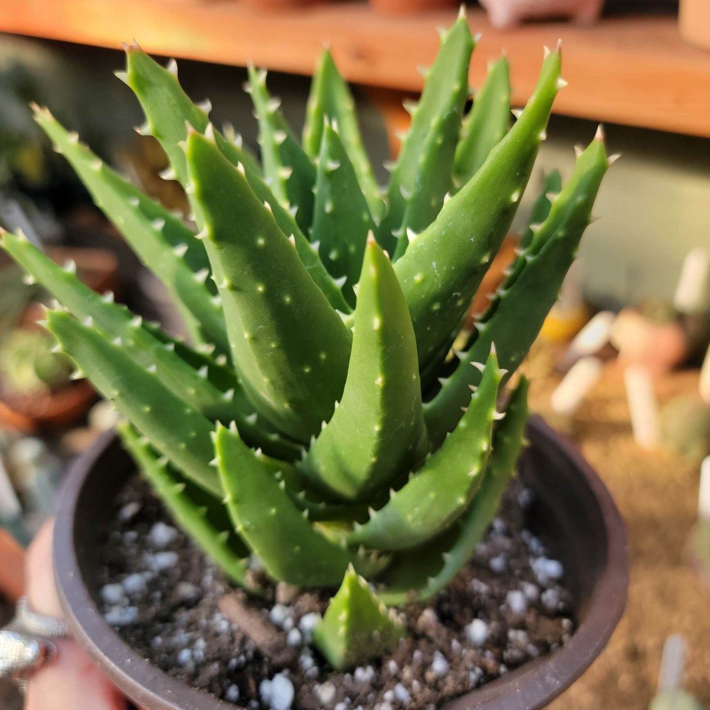 Aloe perfoliata - Mitre Aloe - 6"