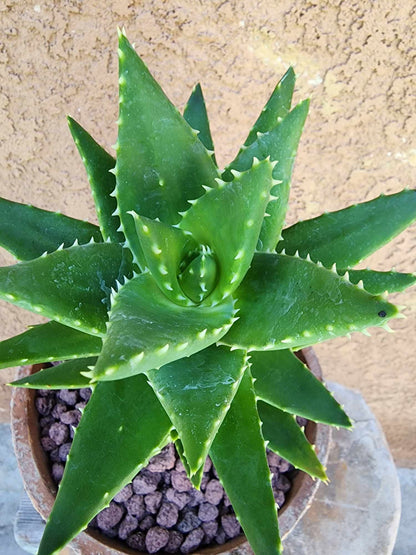 Aloe perfoliata - Mitre Aloe