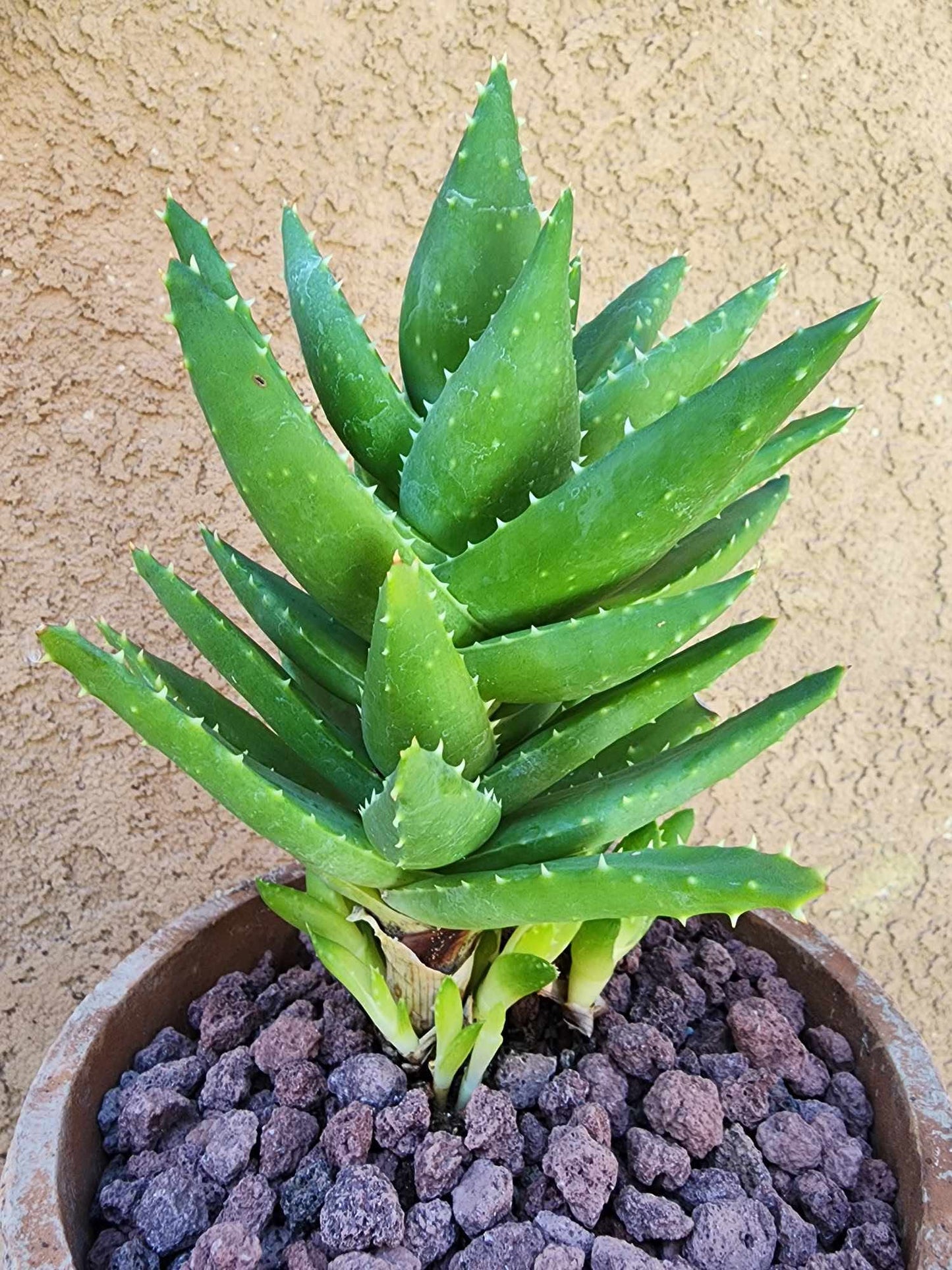 Aloe perfoliata - Mitre Aloe