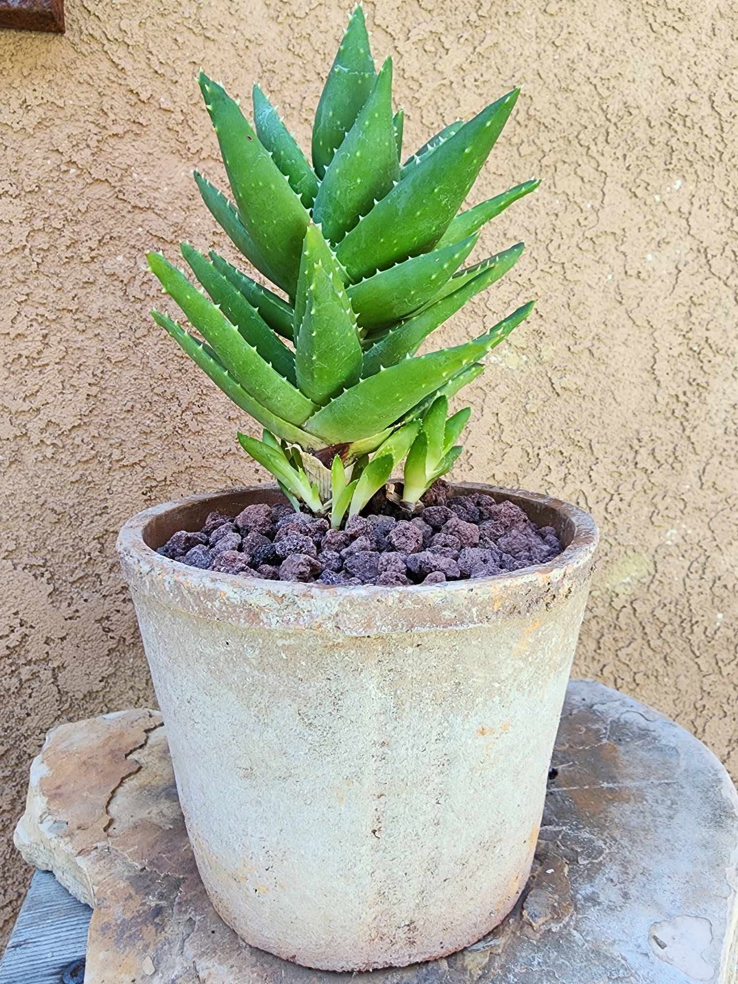 Aloe perfoliata - Mitre Aloe