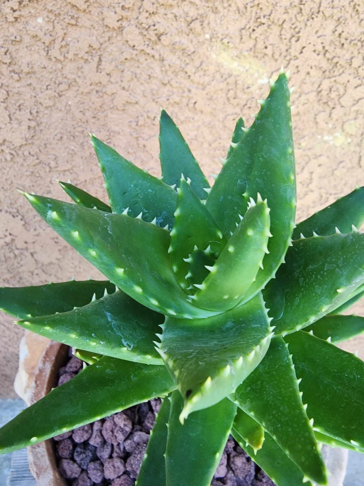 Aloe perfoliata - Mitre Aloe
