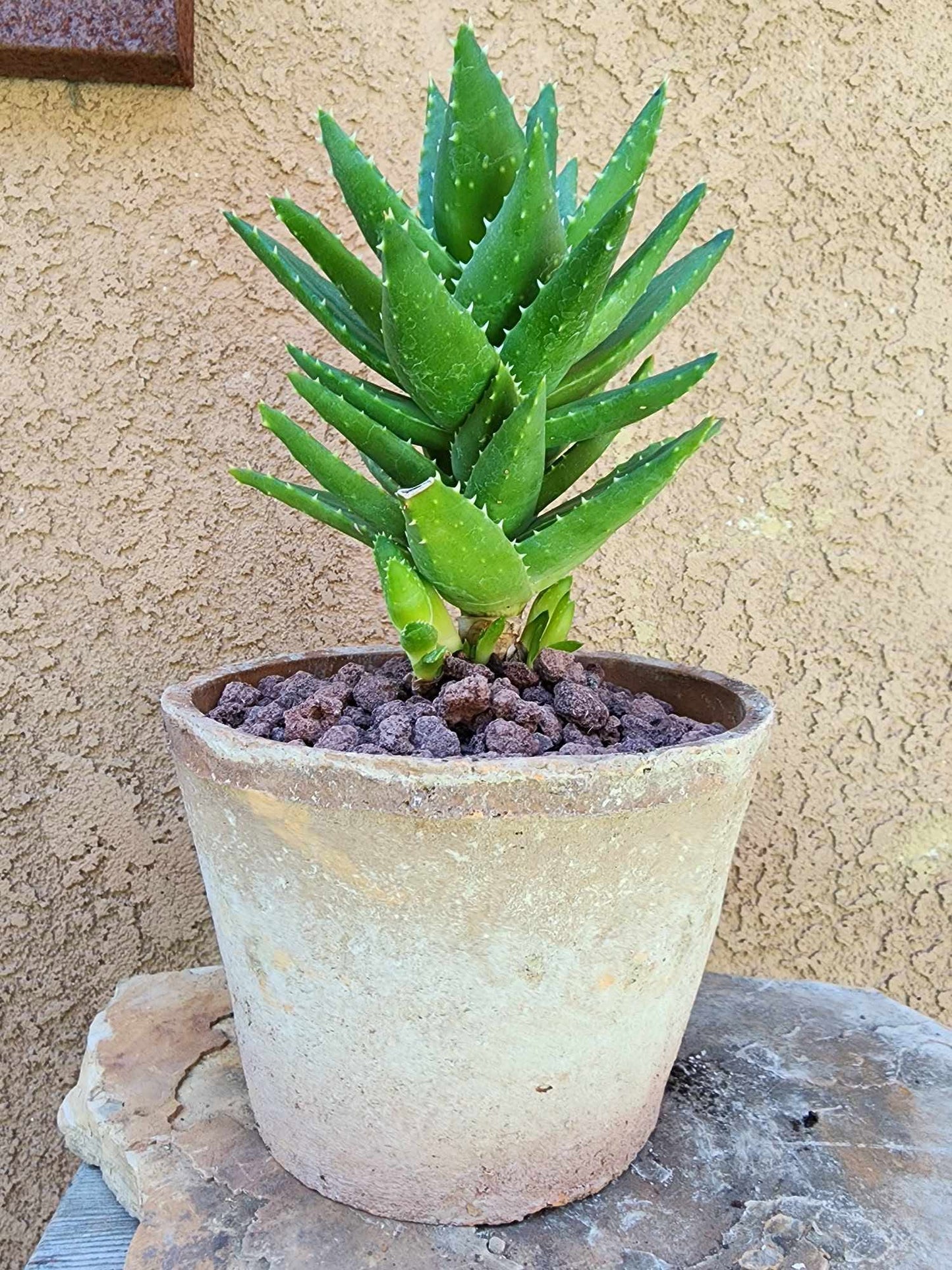 Aloe perfoliata - Mitre Aloe