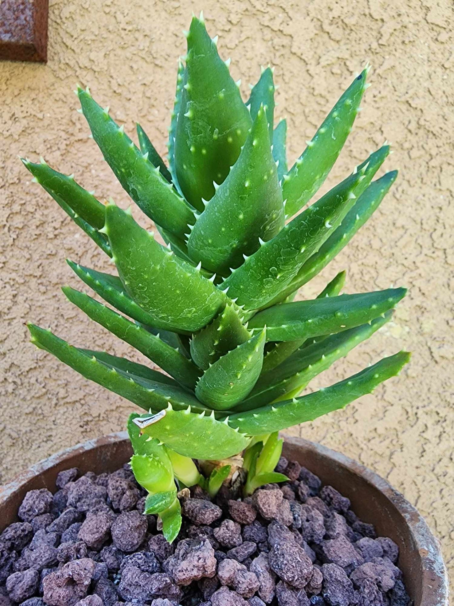 Aloe perfoliata - Mitre Aloe