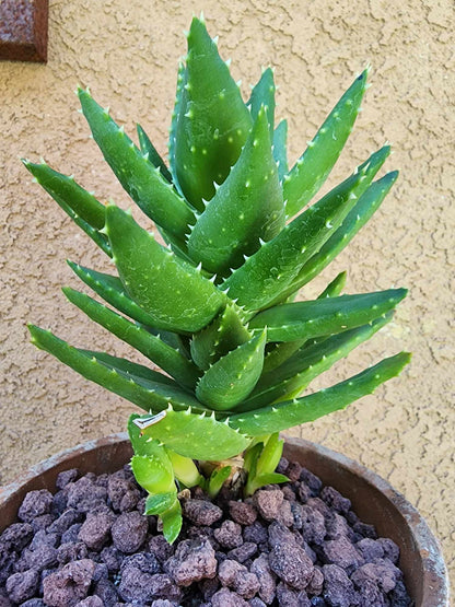 Aloe perfoliata - Mitre Aloe