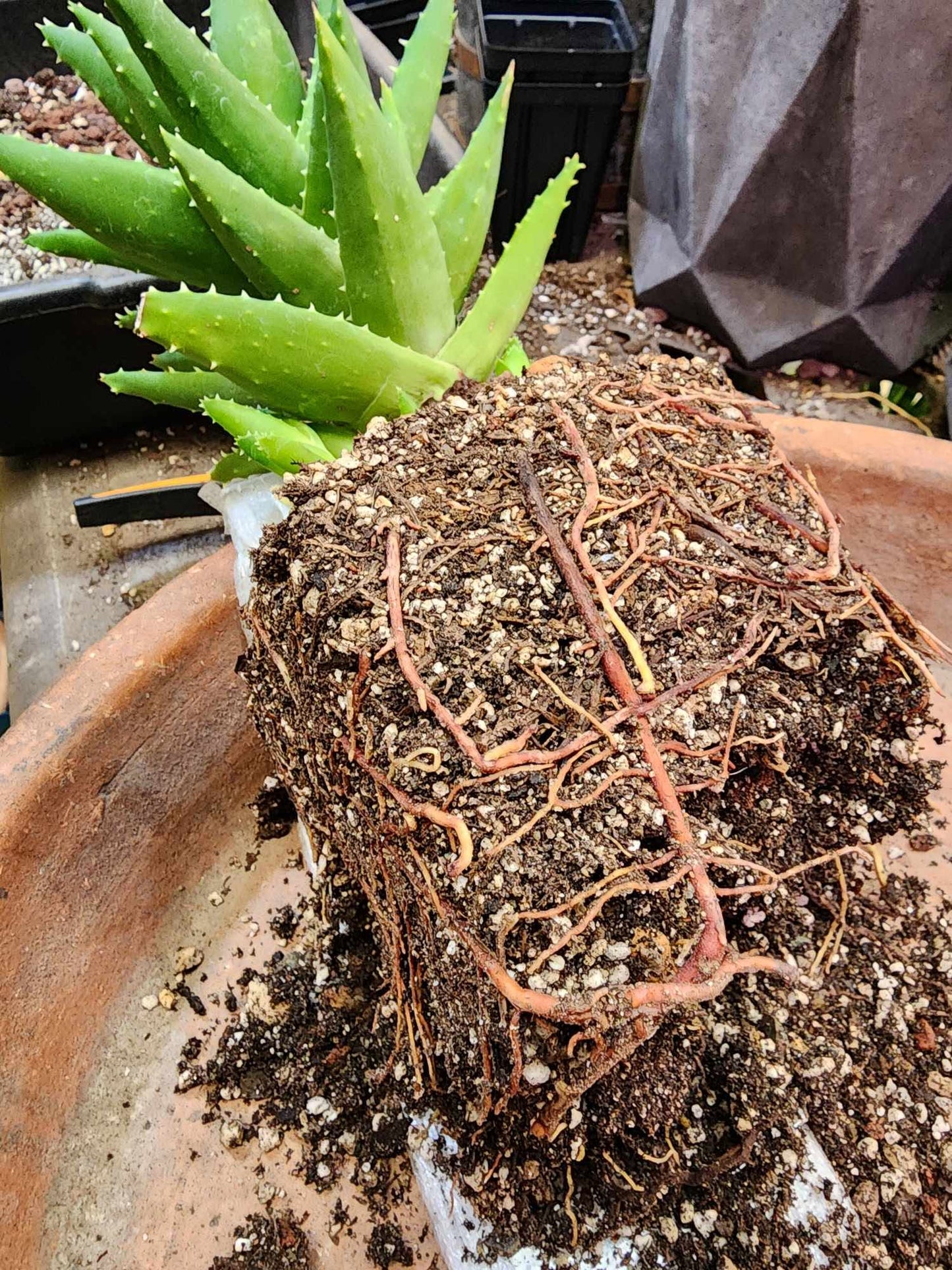 Aloe perfoliata - Mitre Aloe