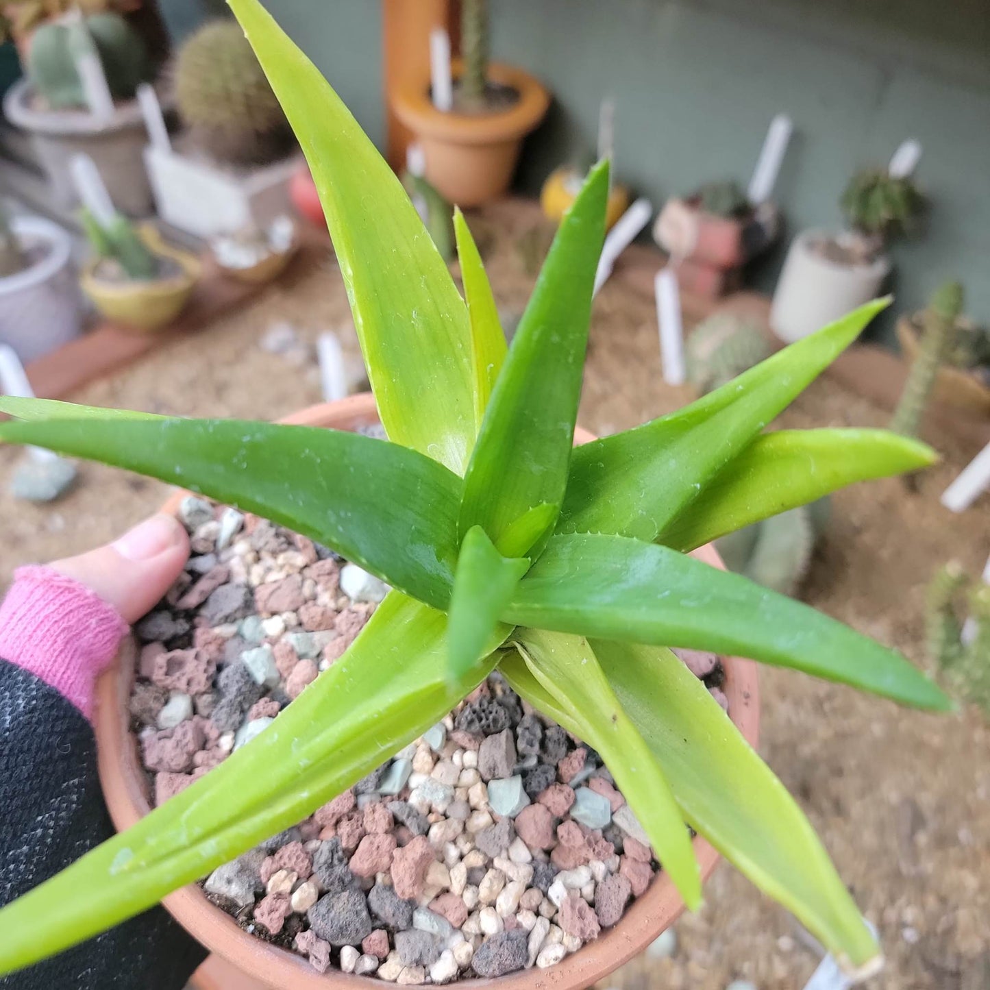 Alworthia 'Black Gem' - Aloe 'Black Gem' - 6"