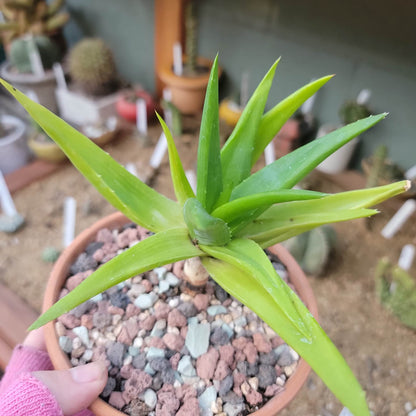 Alworthia 'Black Gem' - Aloe 'Black Gem' - 6"