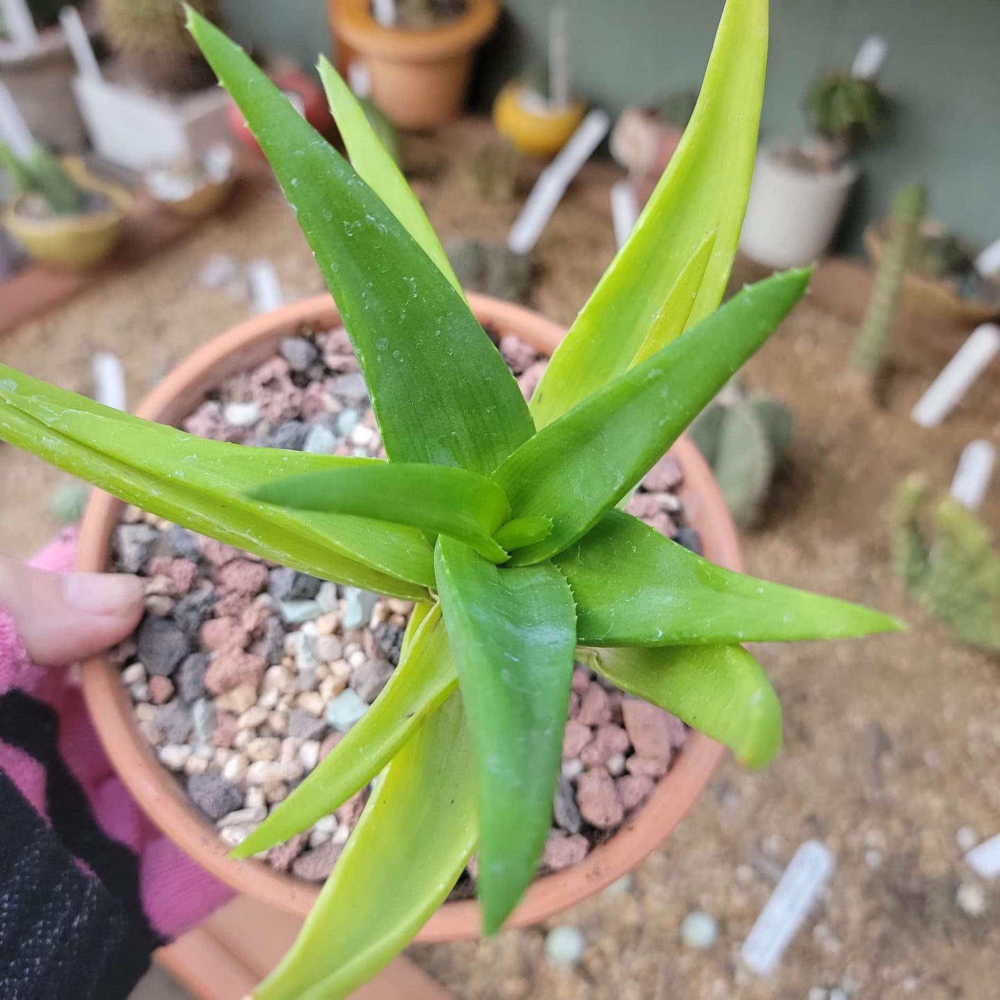 Alworthia 'Black Gem' - Aloe 'Black Gem' - 6"