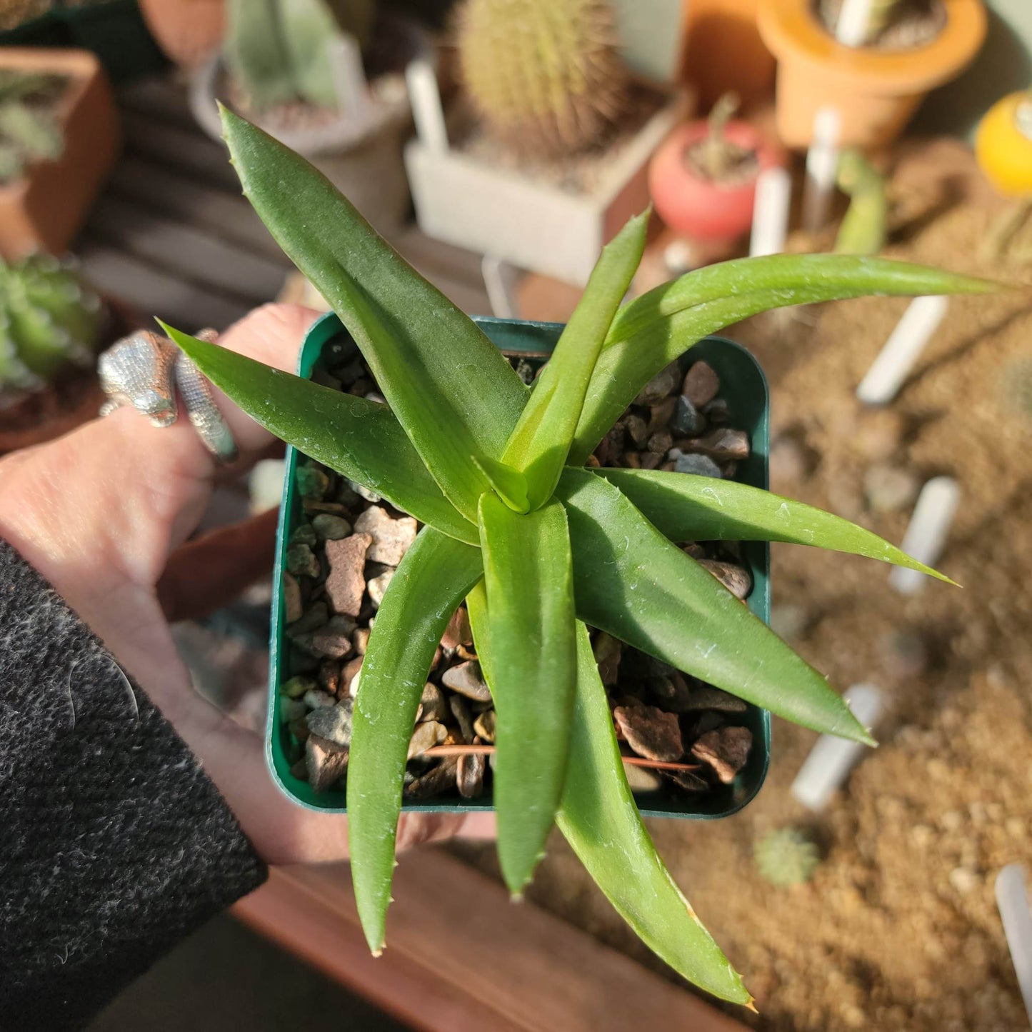 Alworthia 'Black Gem' - Aloe 'Black Gem' - 3.5"