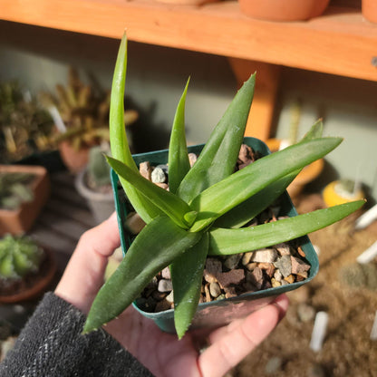 Alworthia 'Black Gem' - Aloe 'Black Gem' - 3.5"