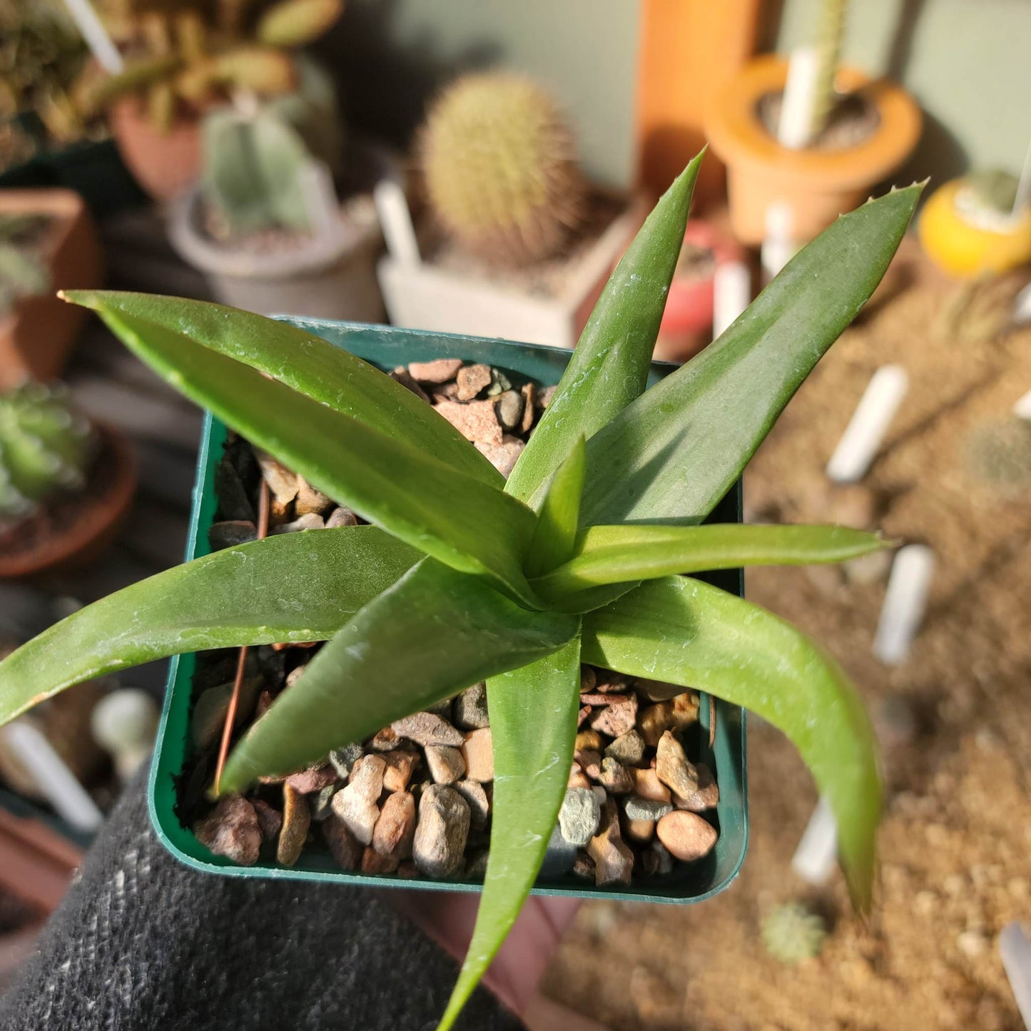 Alworthia 'Black Gem' - Aloe 'Black Gem' - 3.5"