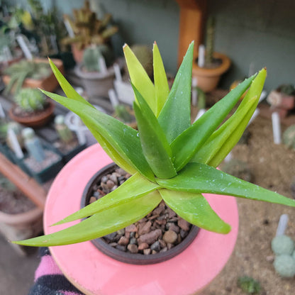 Alworthia 'Black Gem' - Aloe 'Black Gem' - 6"