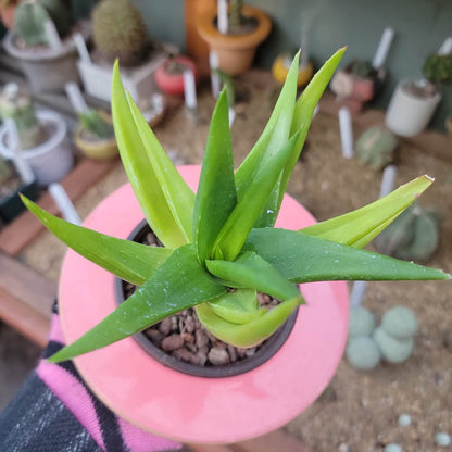 Alworthia 'Black Gem' - Aloe 'Black Gem' - 6"