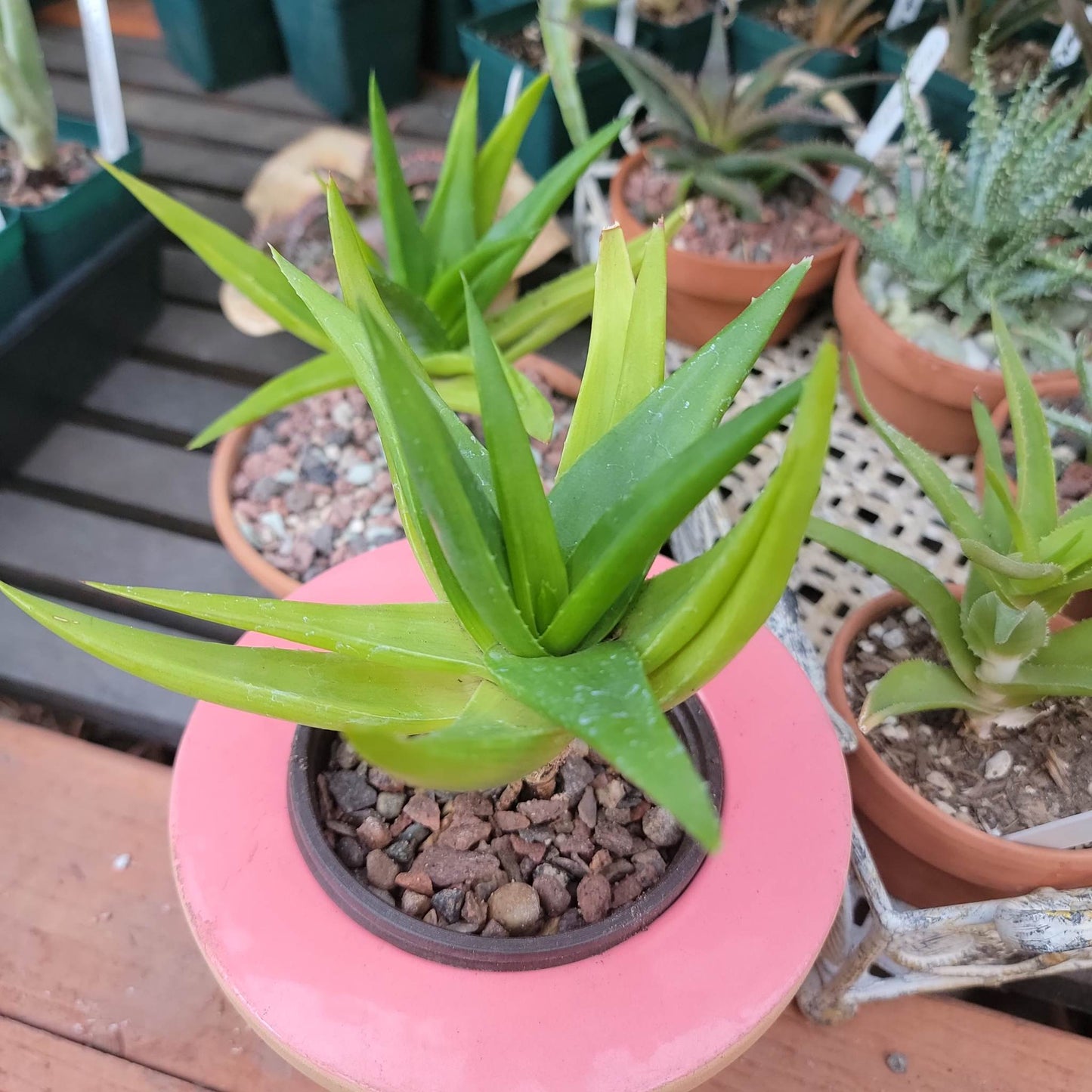 Alworthia 'Black Gem' - Aloe 'Black Gem' - 6"