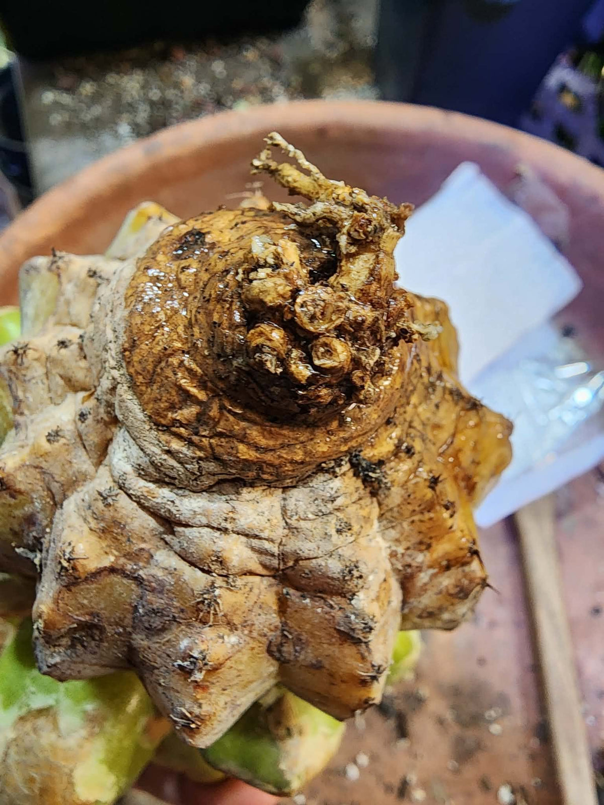 Ariocarpus retusus cv. Cauliflower variegata