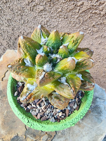 Ariocarpus retusus cv. Cauliflower variegata