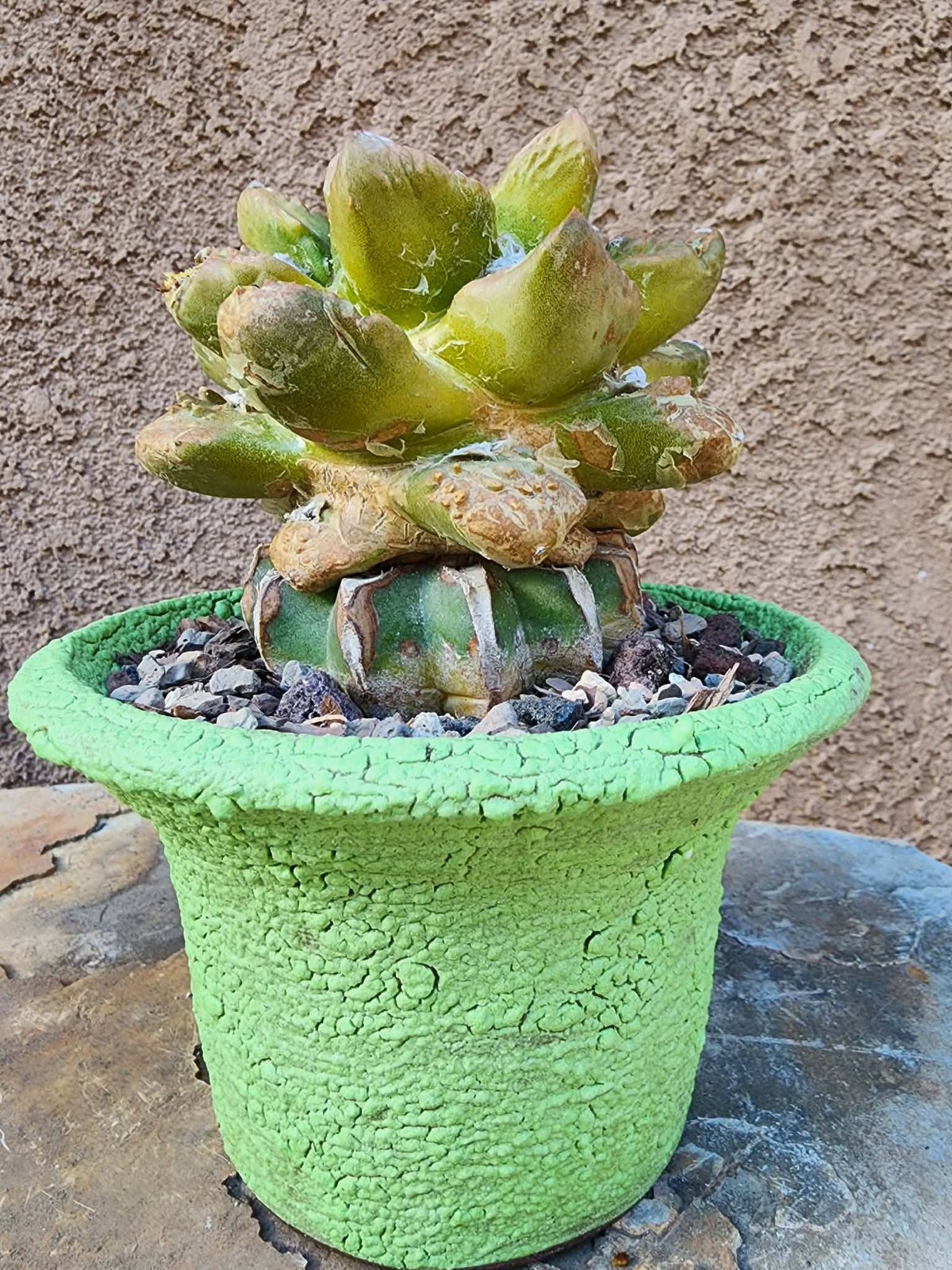 Ariocarpus retusus cv. Cauliflower variegata