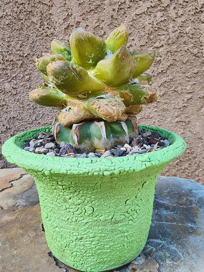 Ariocarpus retusus cv. Cauliflower variegata