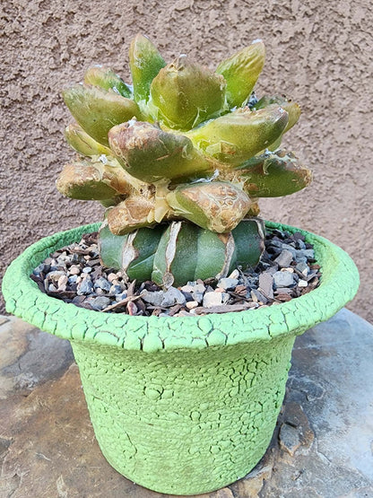 Ariocarpus retusus cv. Cauliflower variegata