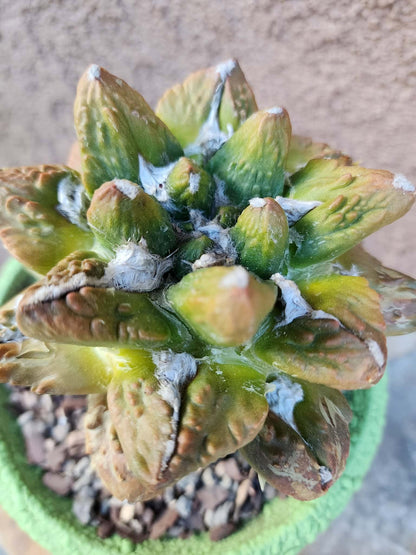 Ariocarpus retusus cv. Cauliflower variegata