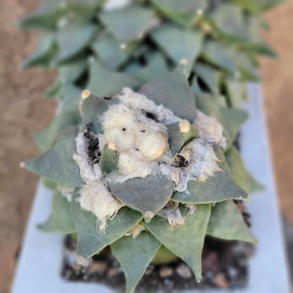 Ariocarpus retusus - Double Head - Seed Grown