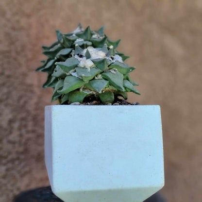 Ariocarpus retusus - Double Head - Seed Grown