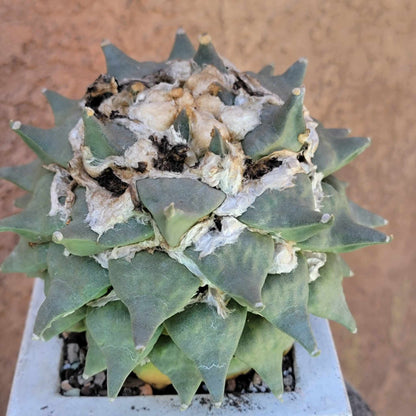 Ariocarpus retusus - Double Head - Seed Grown