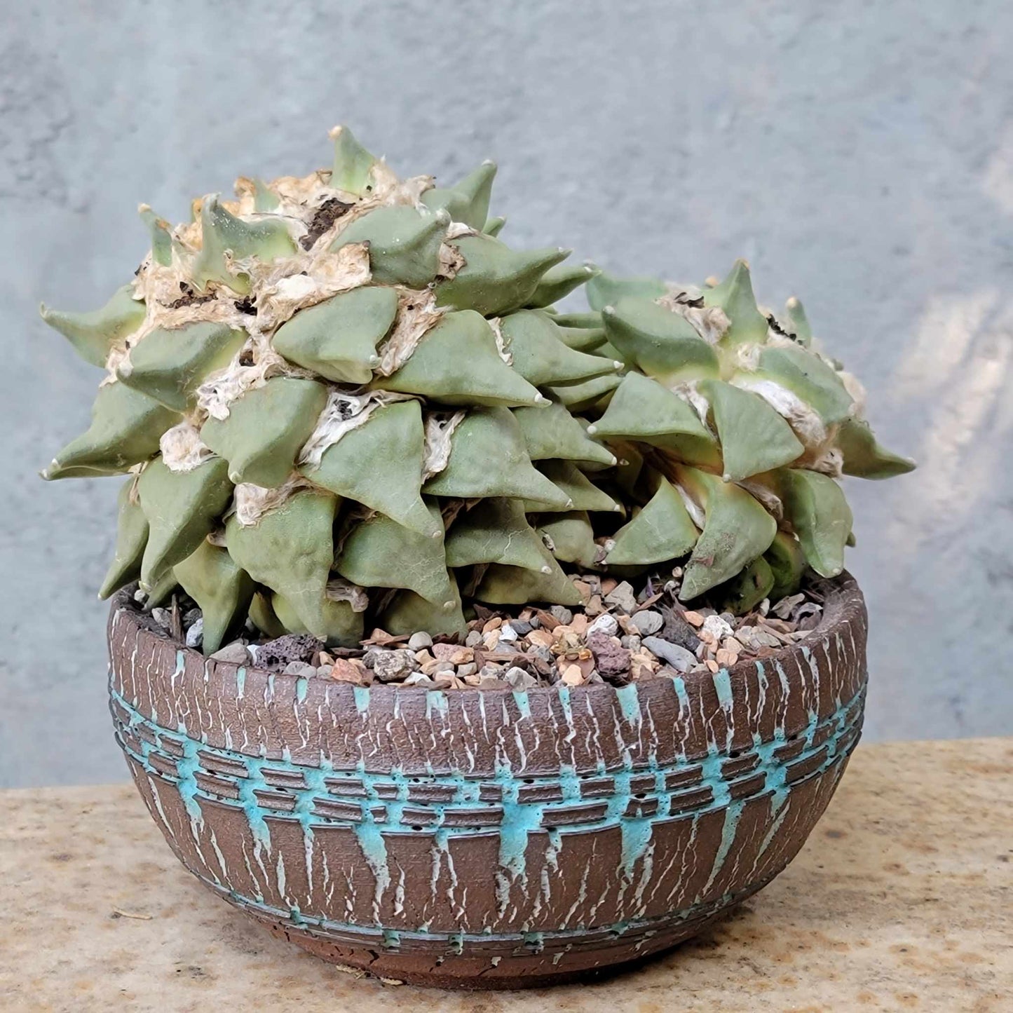 Ariocarpus retusus - Double Head