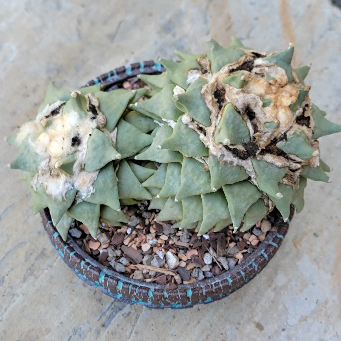 Ariocarpus retusus - Double Head