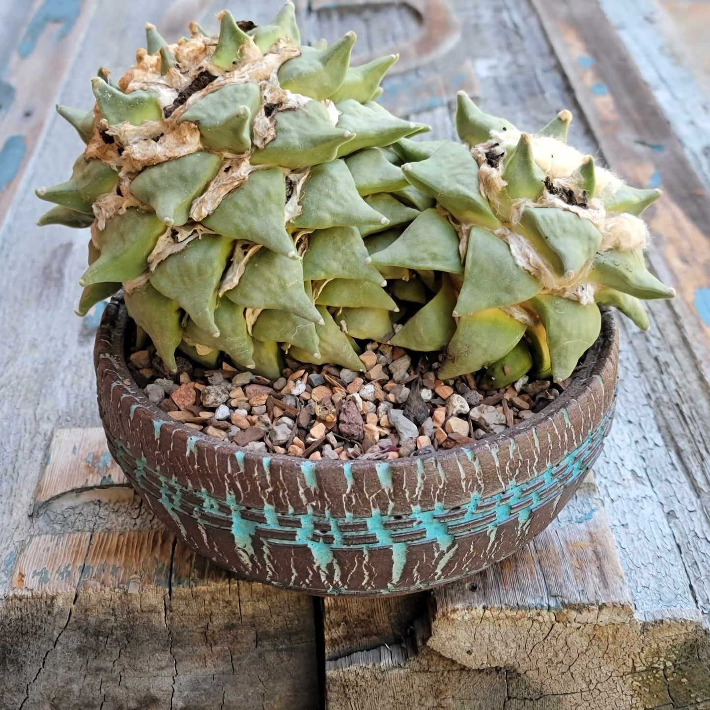 Ariocarpus retusus - Double Head