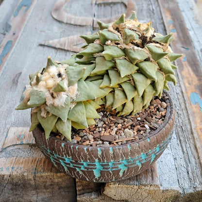 Ariocarpus retusus - Double Head