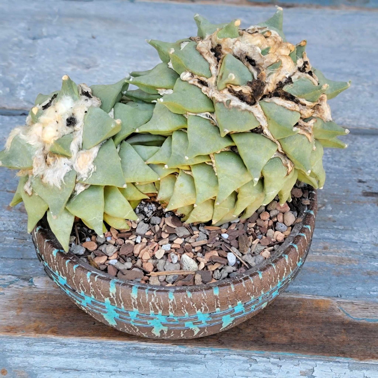 Ariocarpus retusus - Double Head