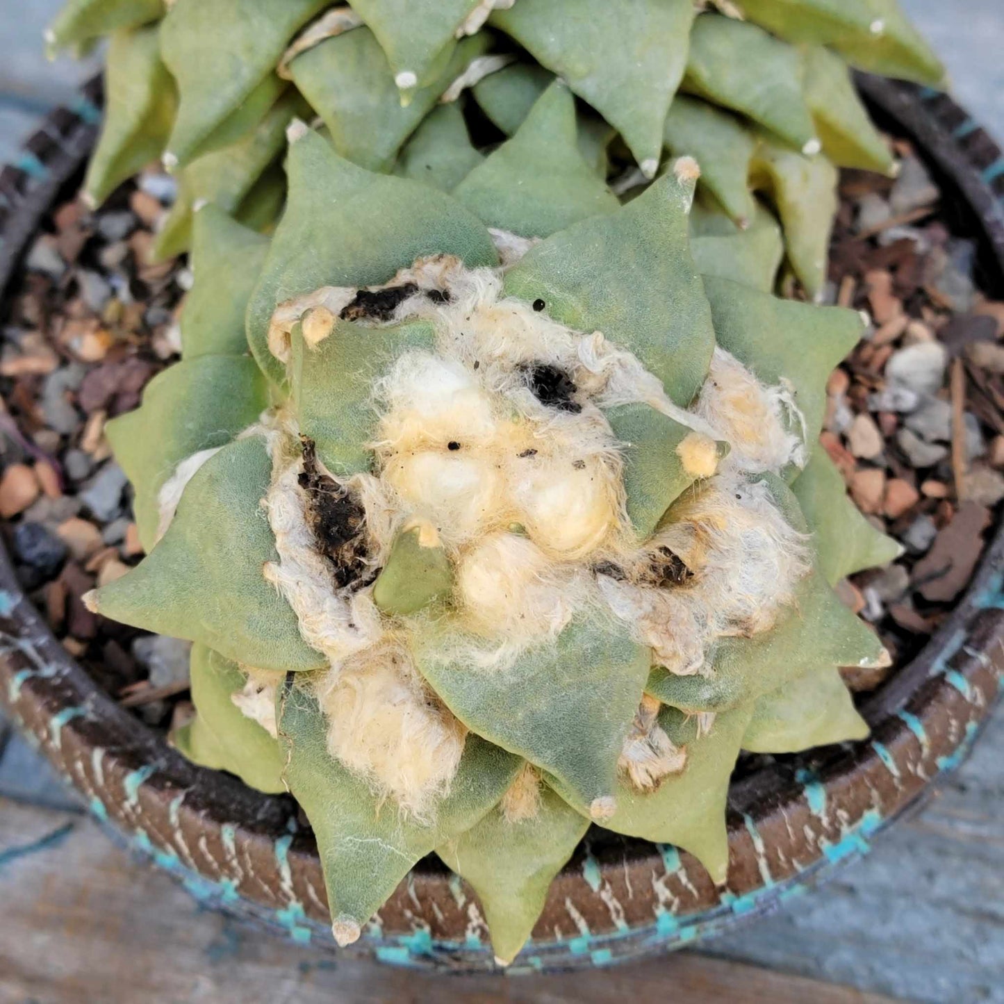 Ariocarpus retusus - Double Head