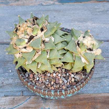 Ariocarpus retusus - Double Head