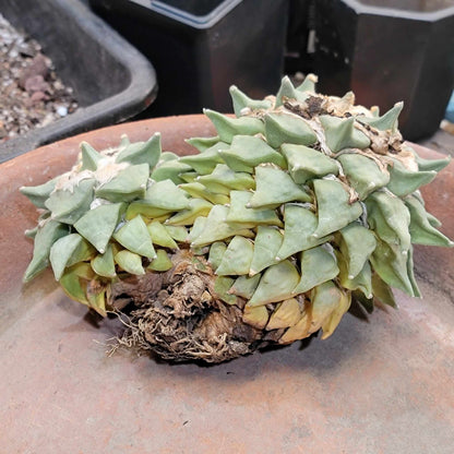 Ariocarpus retusus - Double Head