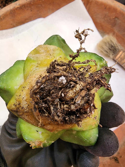 Ariocarpus retusus cv. Cauliflower