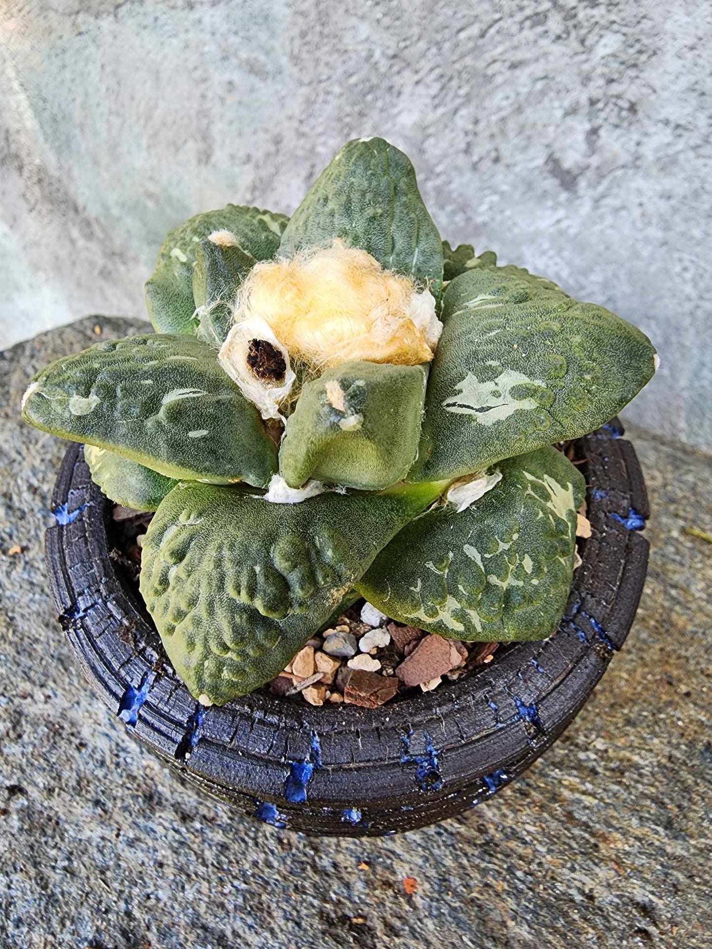 Ariocarpus retusus cv. Cauliflower