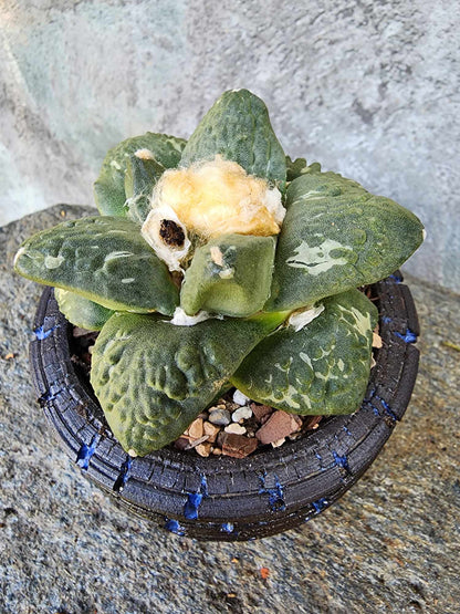 Ariocarpus retusus cv. Cauliflower