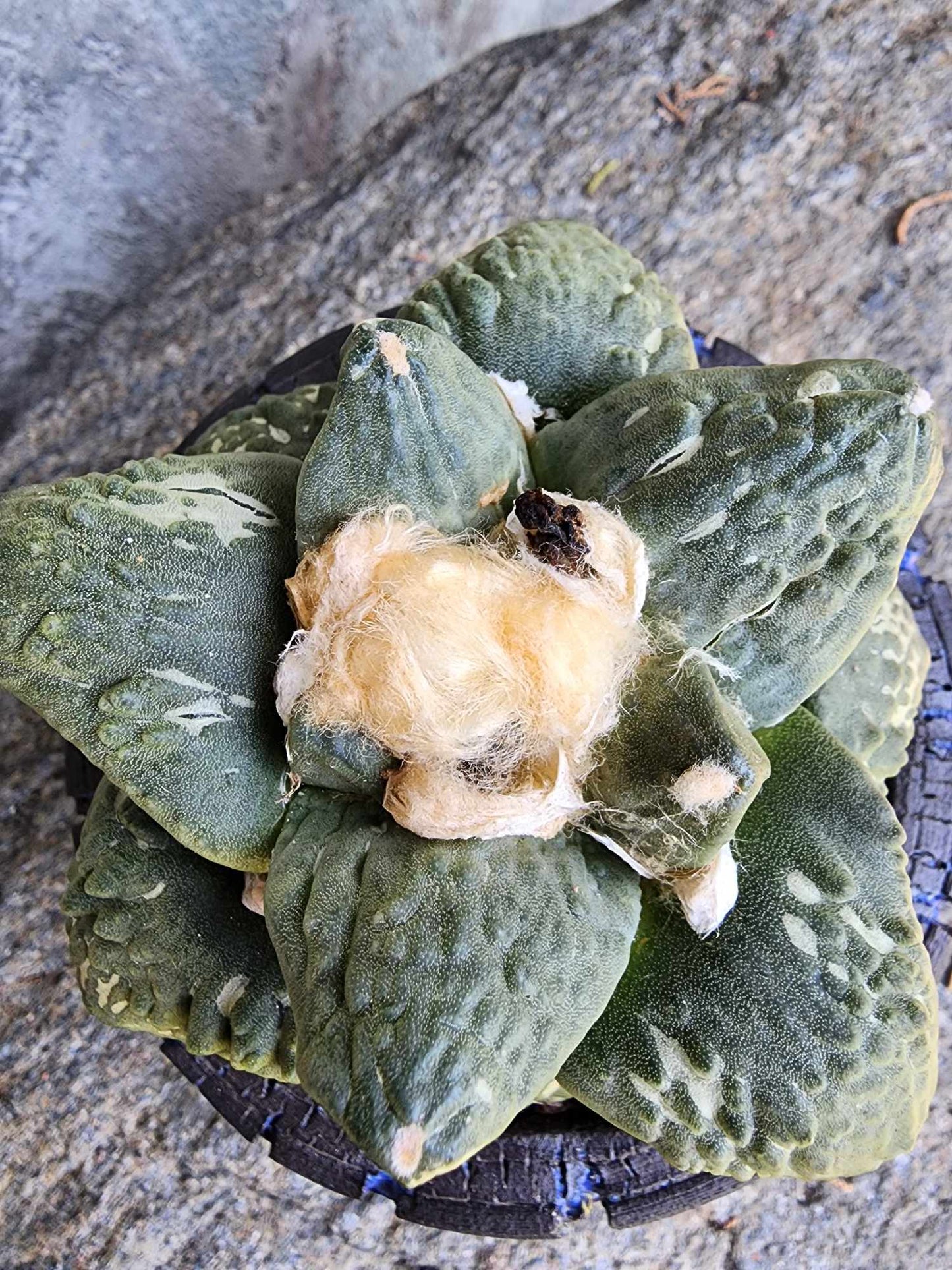 Ariocarpus retusus cv. Cauliflower
