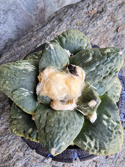 Ariocarpus retusus cv. Cauliflower