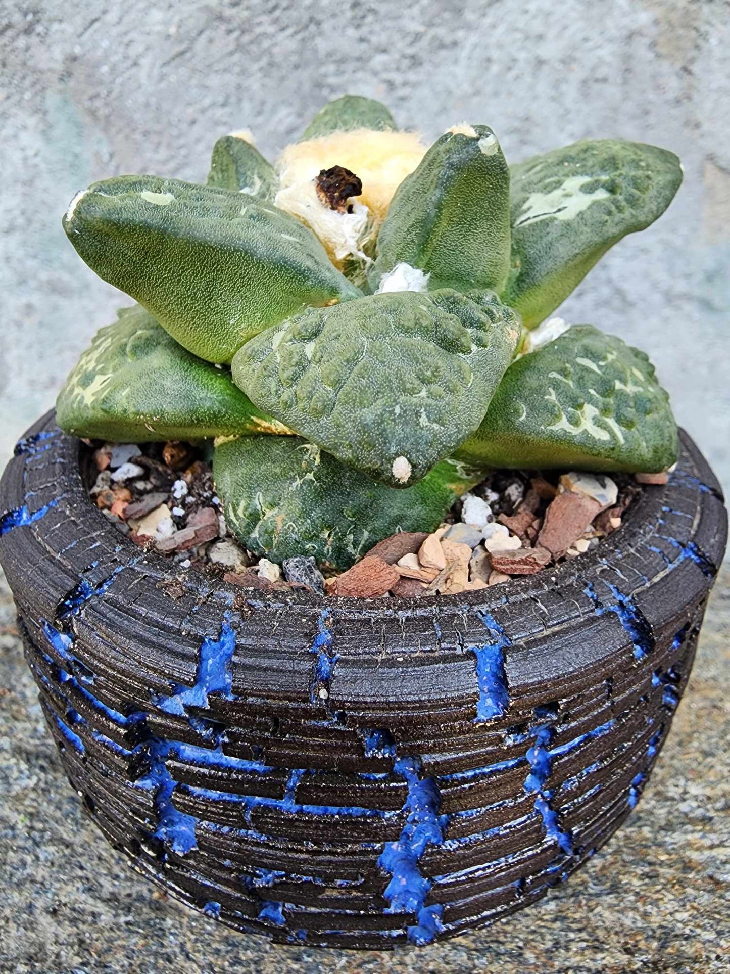 Ariocarpus retusus cv. Cauliflower